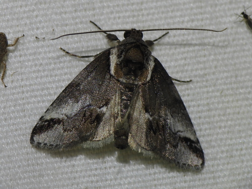 Small Baileya Moth photo 6