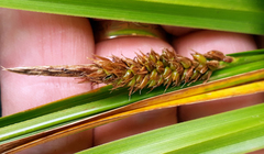 Carex chathamica