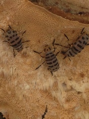Euparius