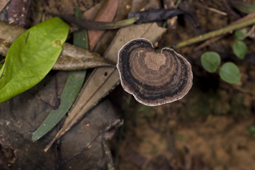 Sanguinoderma rugosum · May 2023 · photo: © papilioshih (iNaturalist, cc-by)