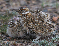 Syrrhaptes paradoxus