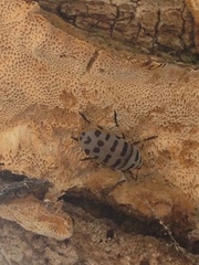 Euparius