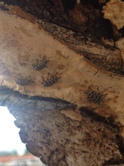 Euparius