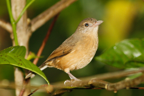 Colluricincla megarhyncha