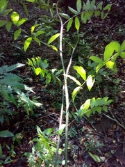 Desmoncus orthacanthos