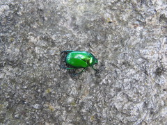 Calomacraspis splendens