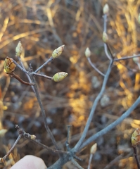 Rhododendron viscosum