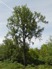 Ulmus thomasii