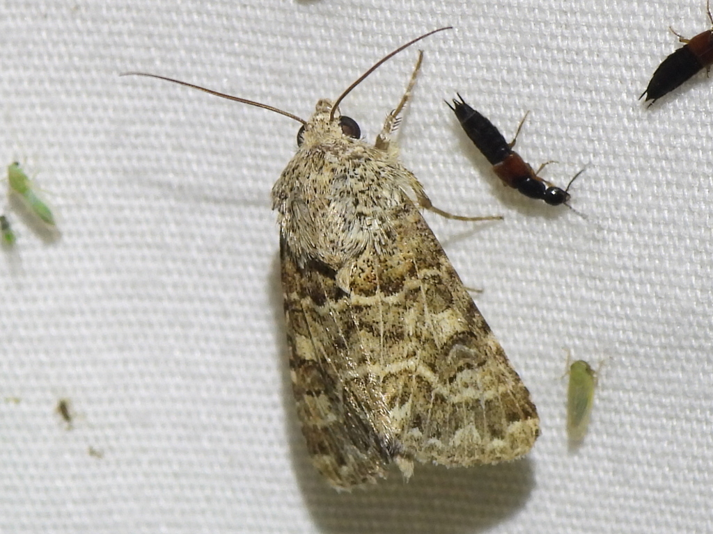 Schinia cupes