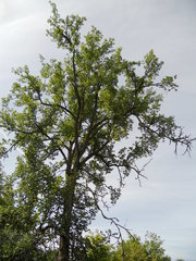 Ulmus thomasii