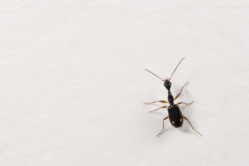 Mimocolliuris sauteri