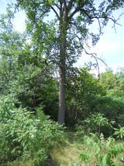 Ulmus thomasii