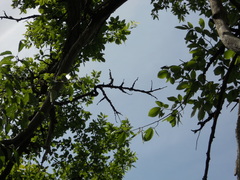 Ulmus thomasii