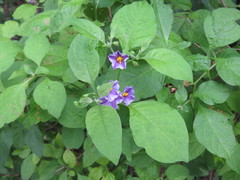 Lycianthes
