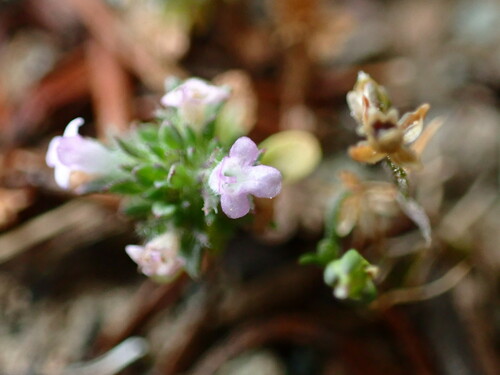 Image of Pogogyne serpylloides by (c) Cricket Raspet, some rights reserved (CC BY)
