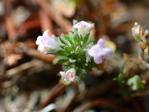 Image of Pogogyne serpylloides by (c) Cricket Raspet, some rights reserved (CC BY)