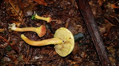 Pulveroboletus
