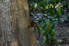 Sciurus aestuans ingrami