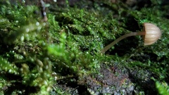 Mycena nebula