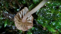 Mycena nebula