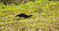 Galictis cuja