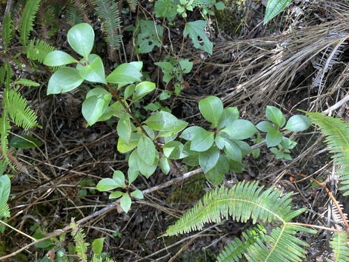 Lysimachia hillebrandii observed 2023-05-28