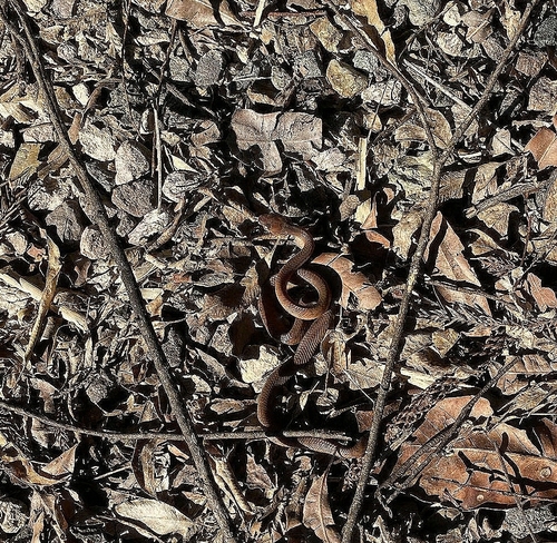 Brown Tree Snake sighting