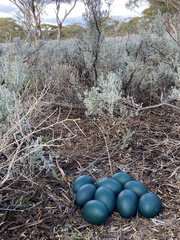 Emu photo 5