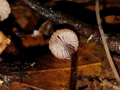 Mycena luxfoliicola