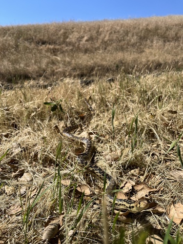 iNaturalist observation photo of Pacific Gopher Snake