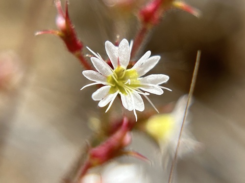 Vortriede's spineflower (Systenotheca vortriedei)