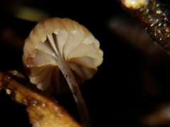 Mycena luxfoliicola