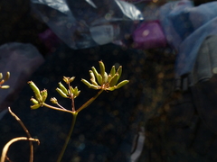 Lomatium farinosum