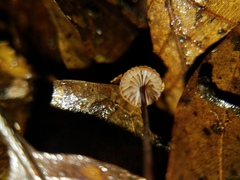 Mycena luxfoliicola