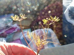 Lomatium farinosum
