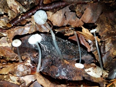 Mycena guzmanii