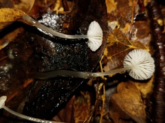 Mycena guzmanii