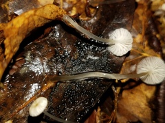 Mycena guzmanii