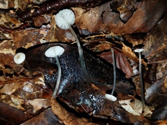 Mycena guzmanii
