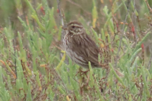 Belding's Savannah Sparrow