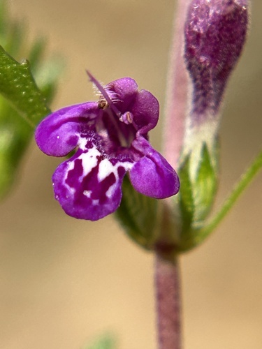 Santa Lucia mint (Pogogyne clareana)