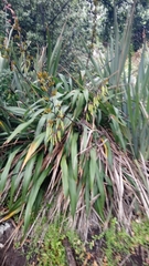 Phormium
