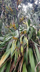 Phormium