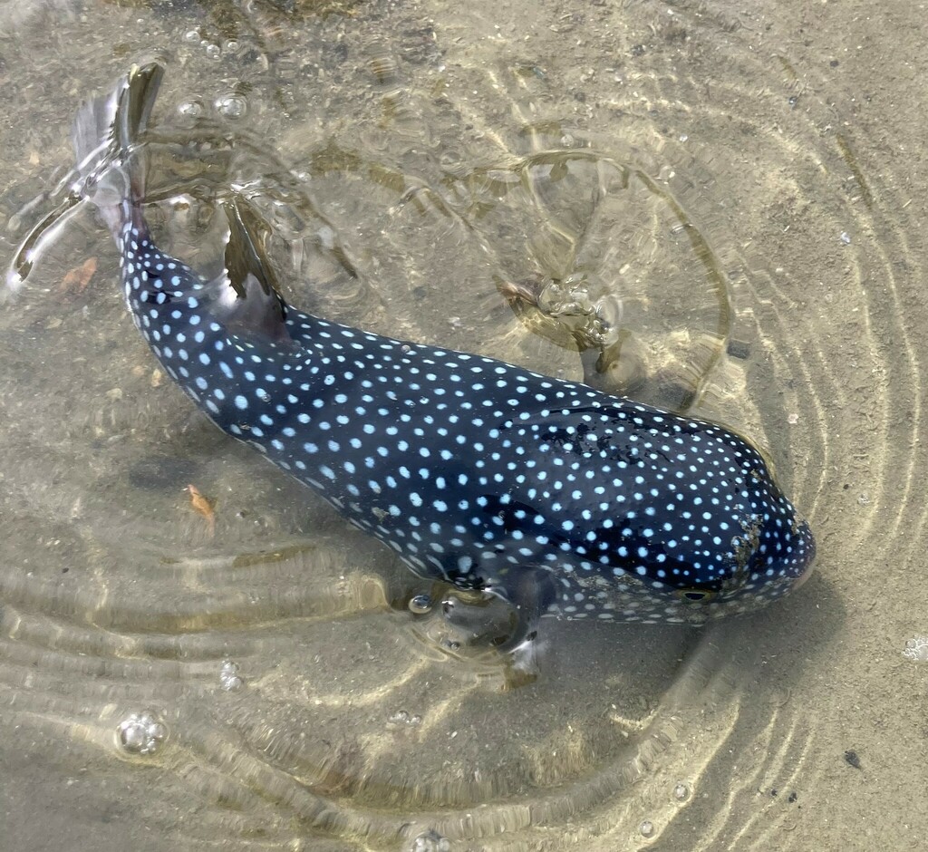 Starry toadfish (Arothron firmamentum) — Tetraodontidae