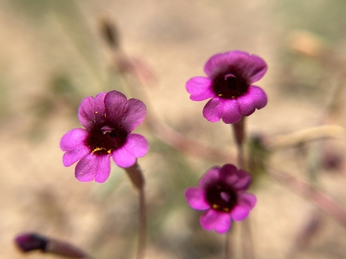 Santa Lucia Monkeyflower (Erythranthe hardhamiae)