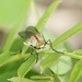 Irwiniella sauteri - Photo (c) りなべる, alguns direitos reservados (CC BY), uploaded by りなべる