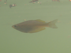 Melanotaenia splendida