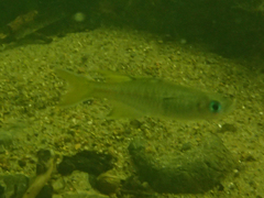 Pseudomugil signifer