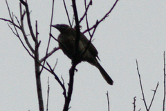Philemon argenticeps