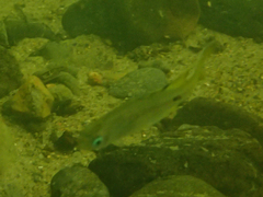 Pseudomugil signifer